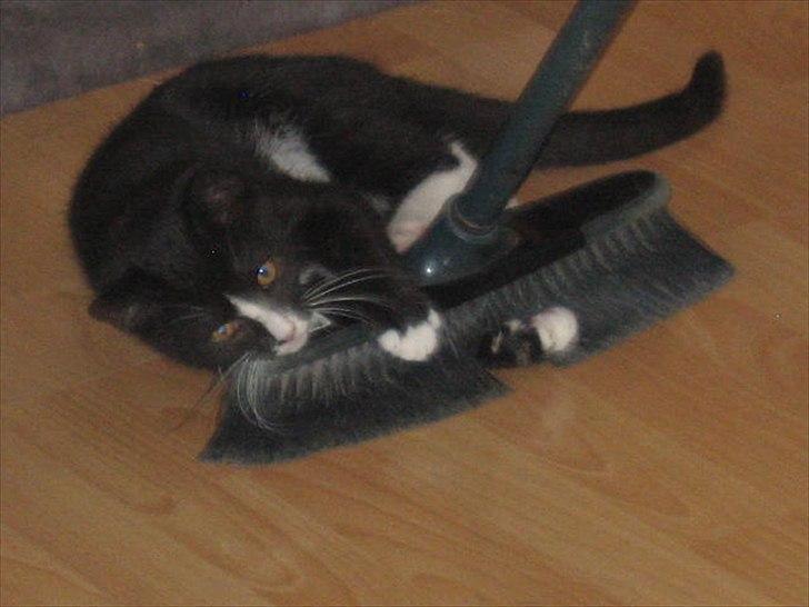 Huskat Stella billede 11