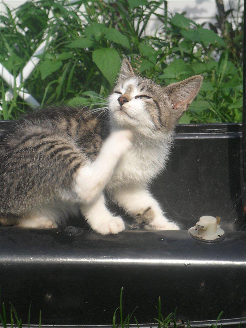 Blanding af racer Tiger<3 :-D billede 16