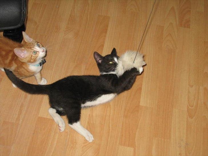 Huskat Stella billede 12