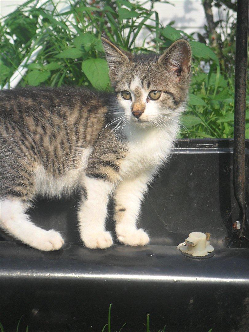 Blanding af racer Tiger<3 :-D billede 17