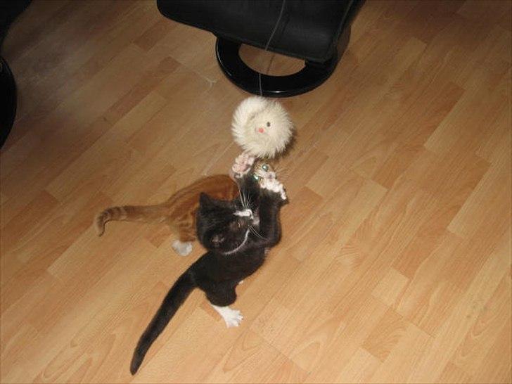 Huskat Stella billede 13