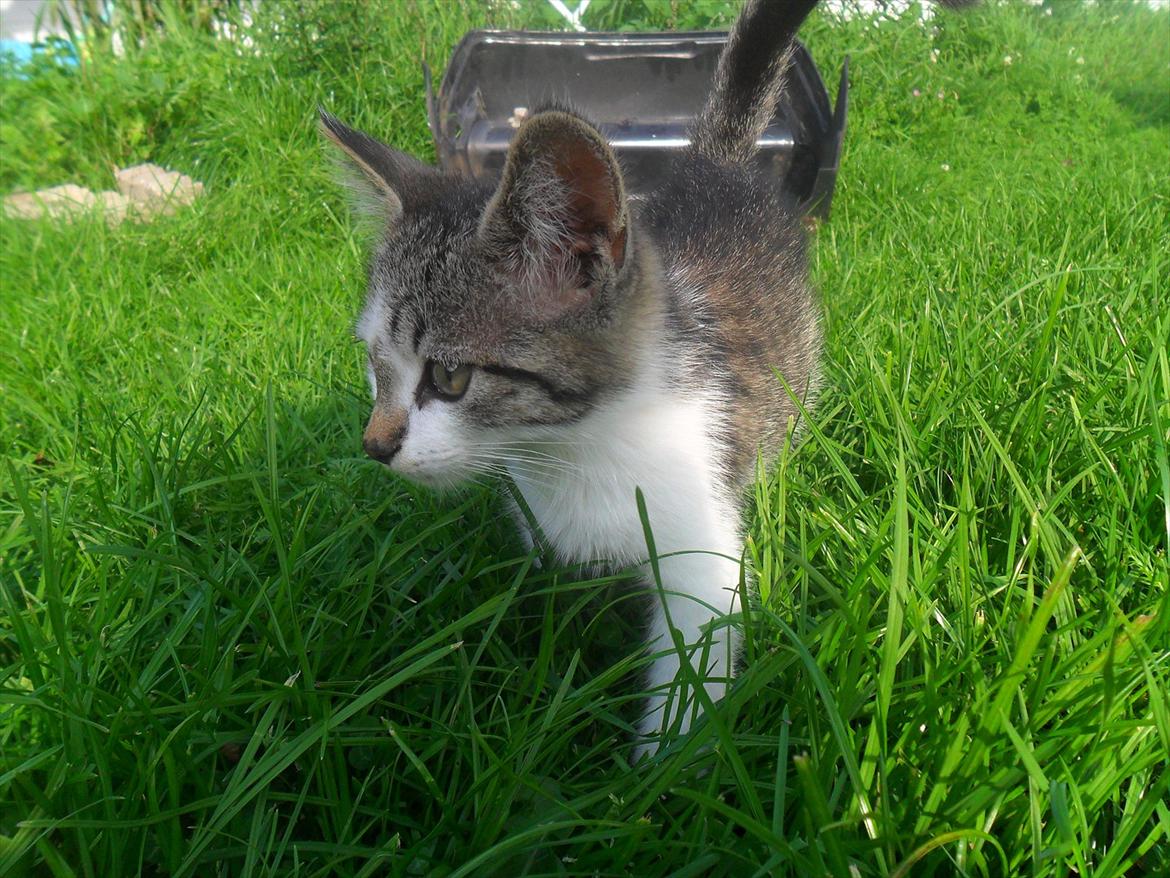 Blanding af racer Tiger<3 :-D billede 18