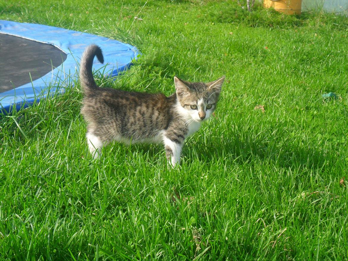 Blanding af racer Tiger<3 :-D billede 19