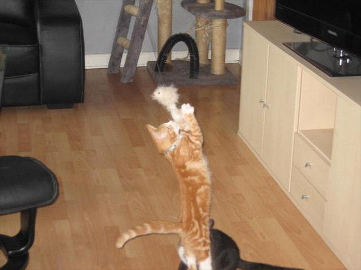 Blanding af racer Sacko billede 12