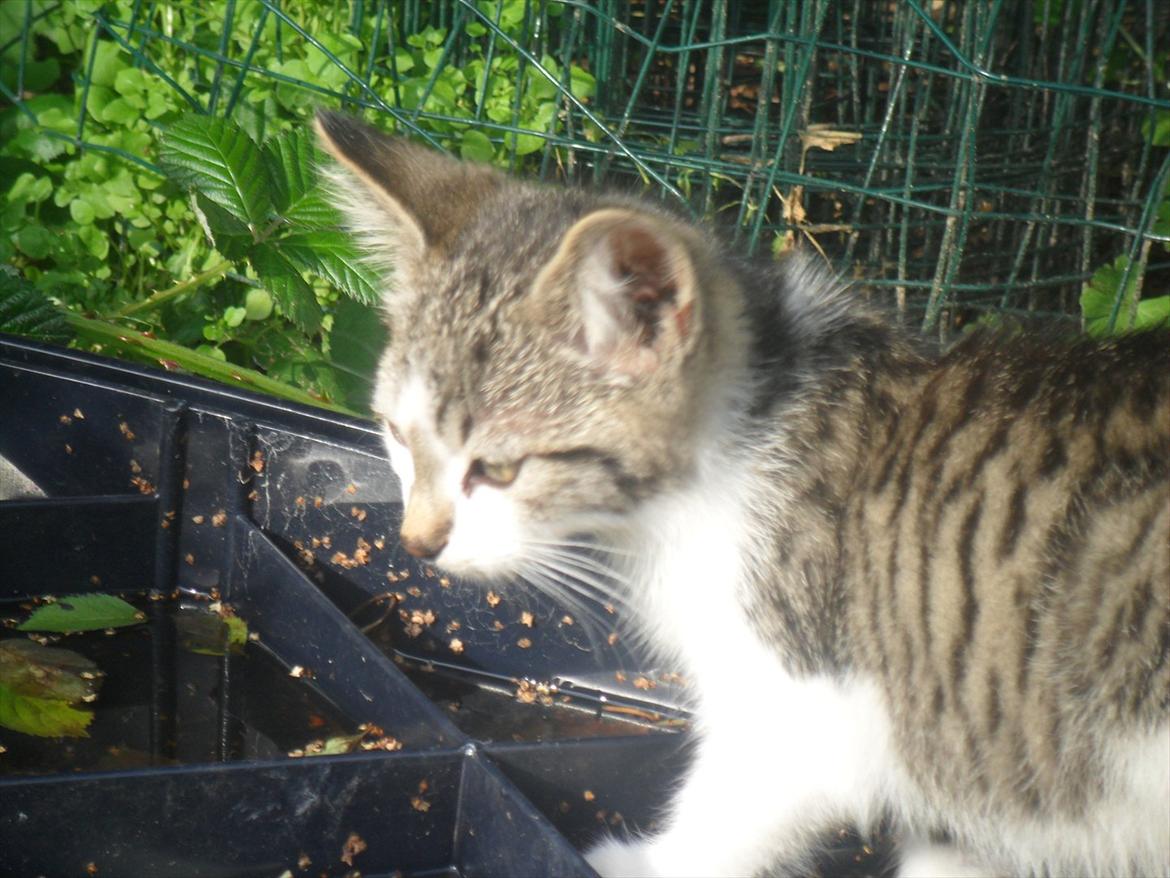 Blanding af racer Tiger<3 :-D billede 20