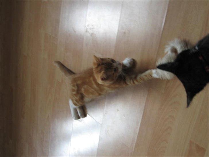 Blanding af racer Sacko billede 13