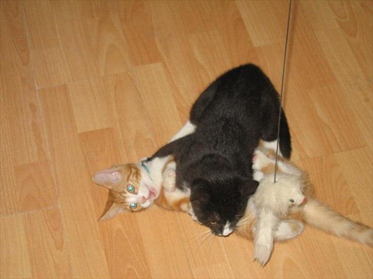 Huskat Stella billede 14