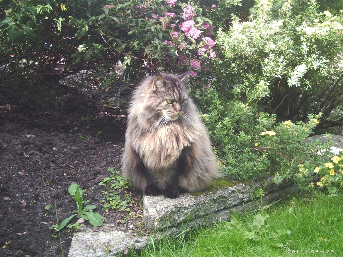 Maine Coon Champagnes Whitney (bonus) billede 8