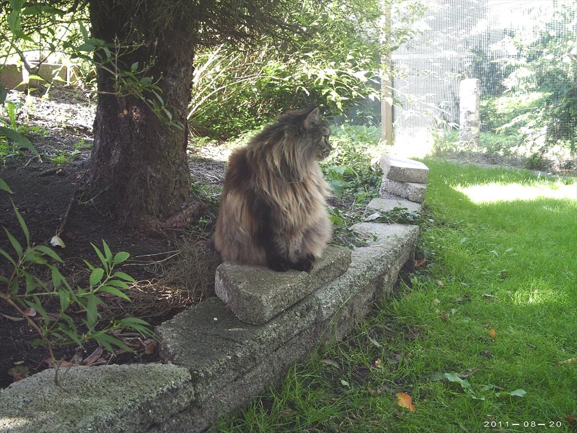 Maine Coon Champagnes Whitney (bonus) billede 9