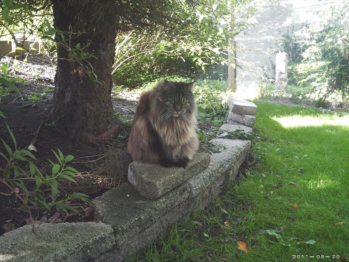 Maine Coon Champagnes Whitney (bonus) billede 10