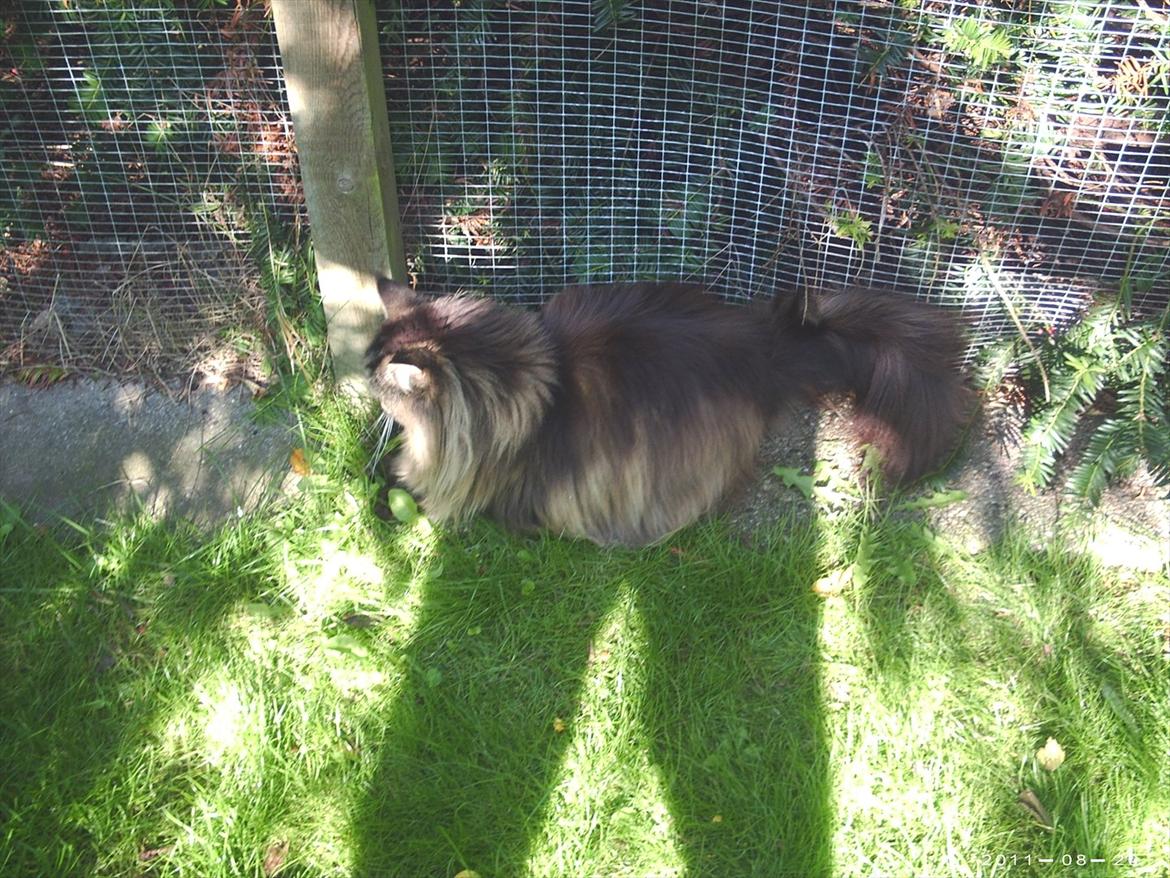 Maine Coon Champagnes Whitney (bonus) billede 11