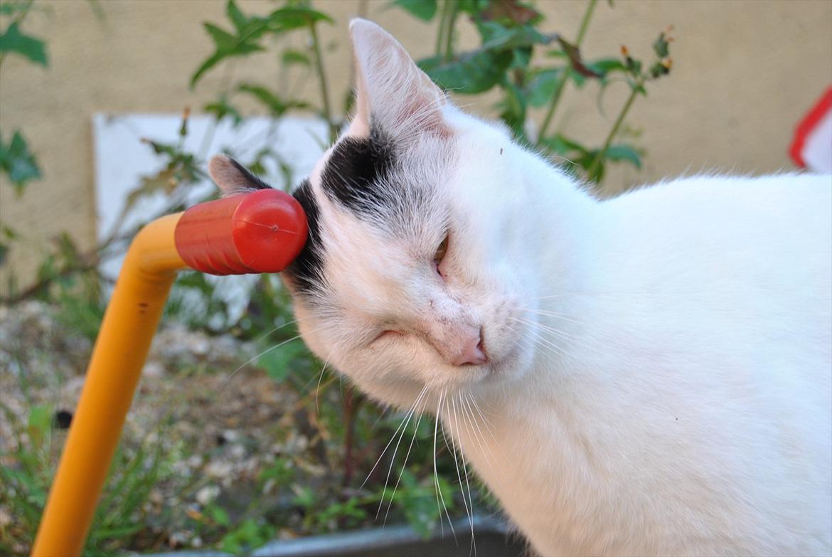 Huskat Lucifer billede 1