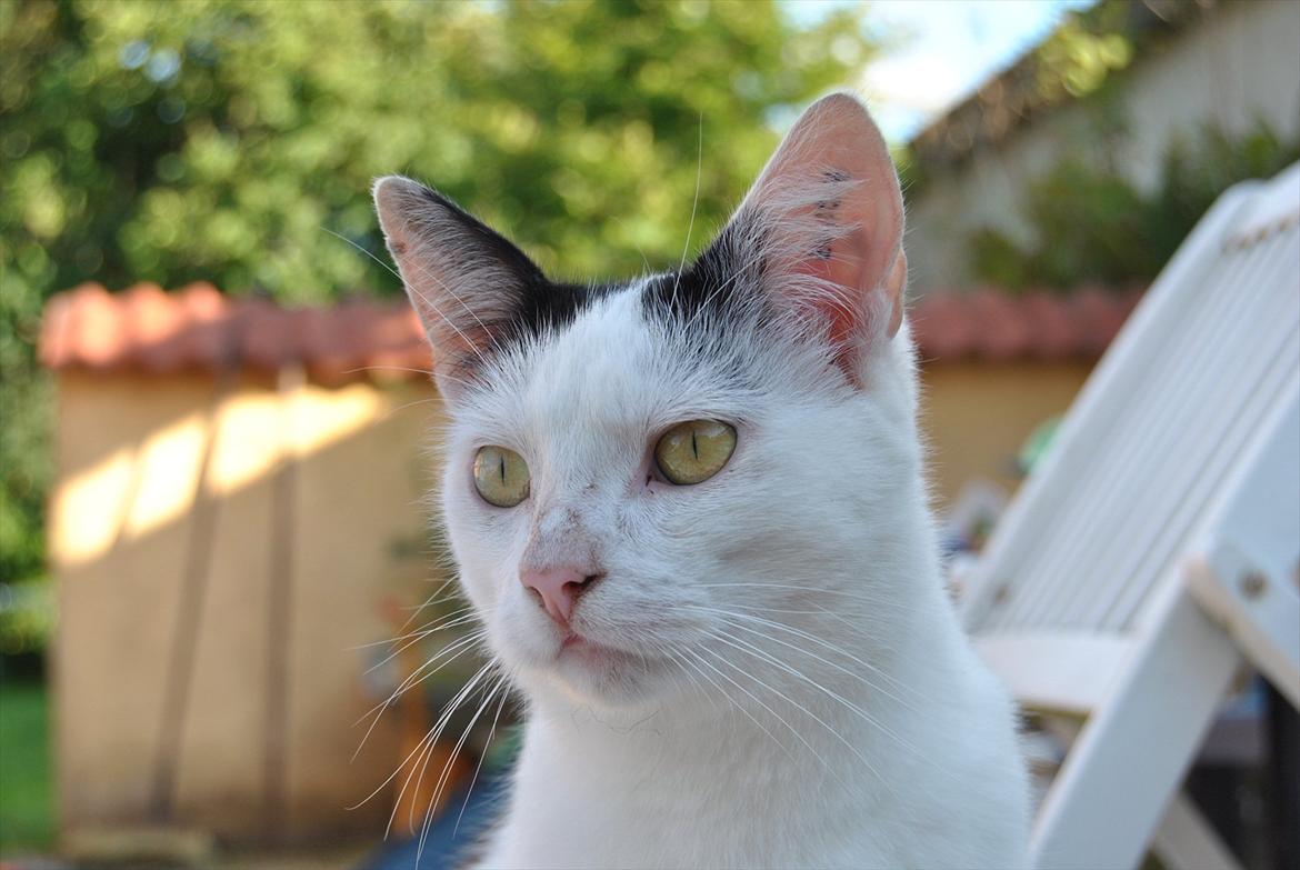 Huskat Lucifer billede 2