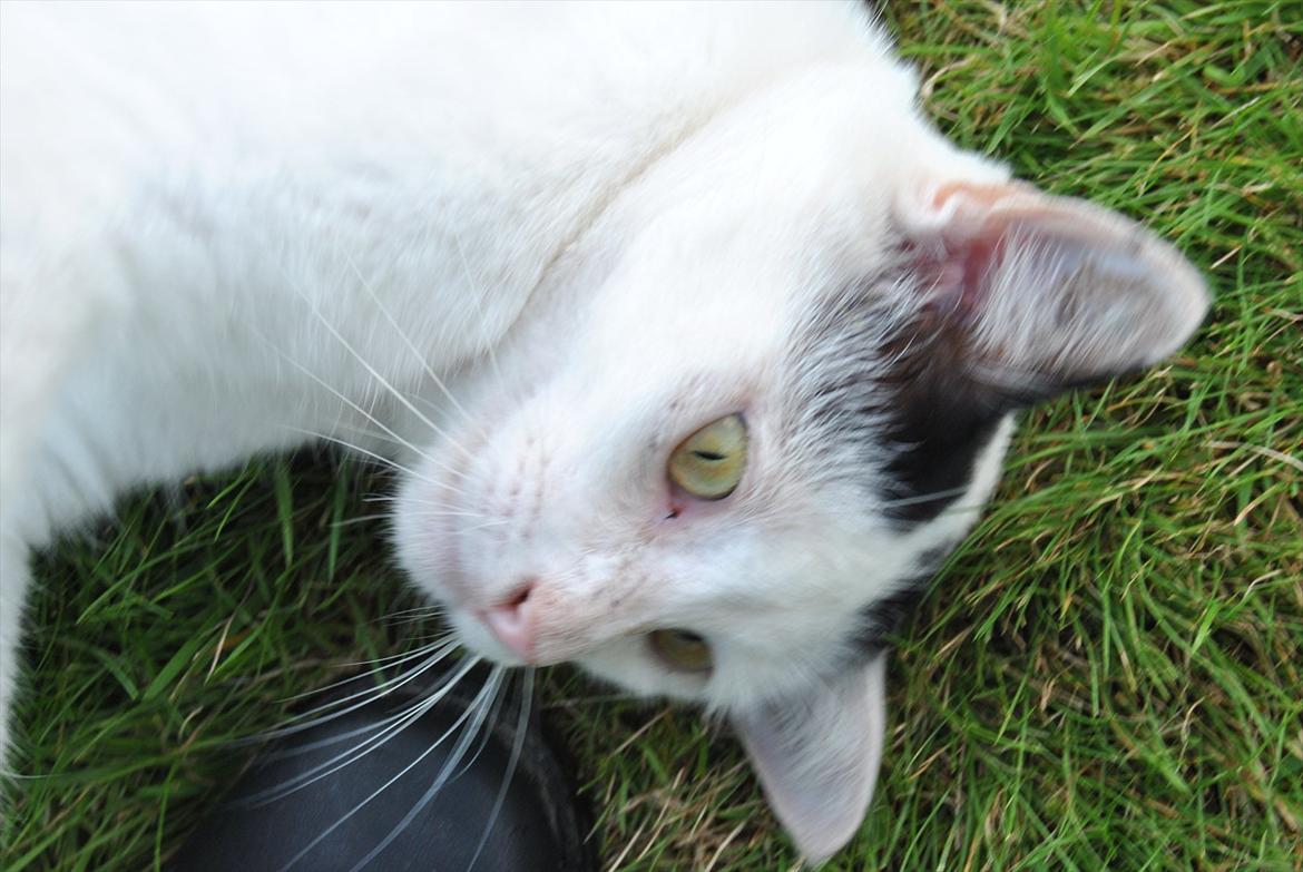 Huskat Lucifer billede 3