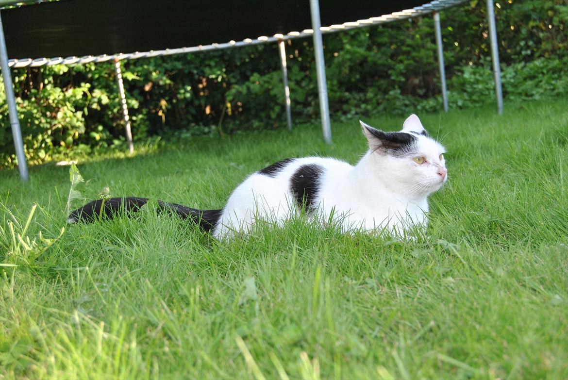 Huskat Lucifer billede 19