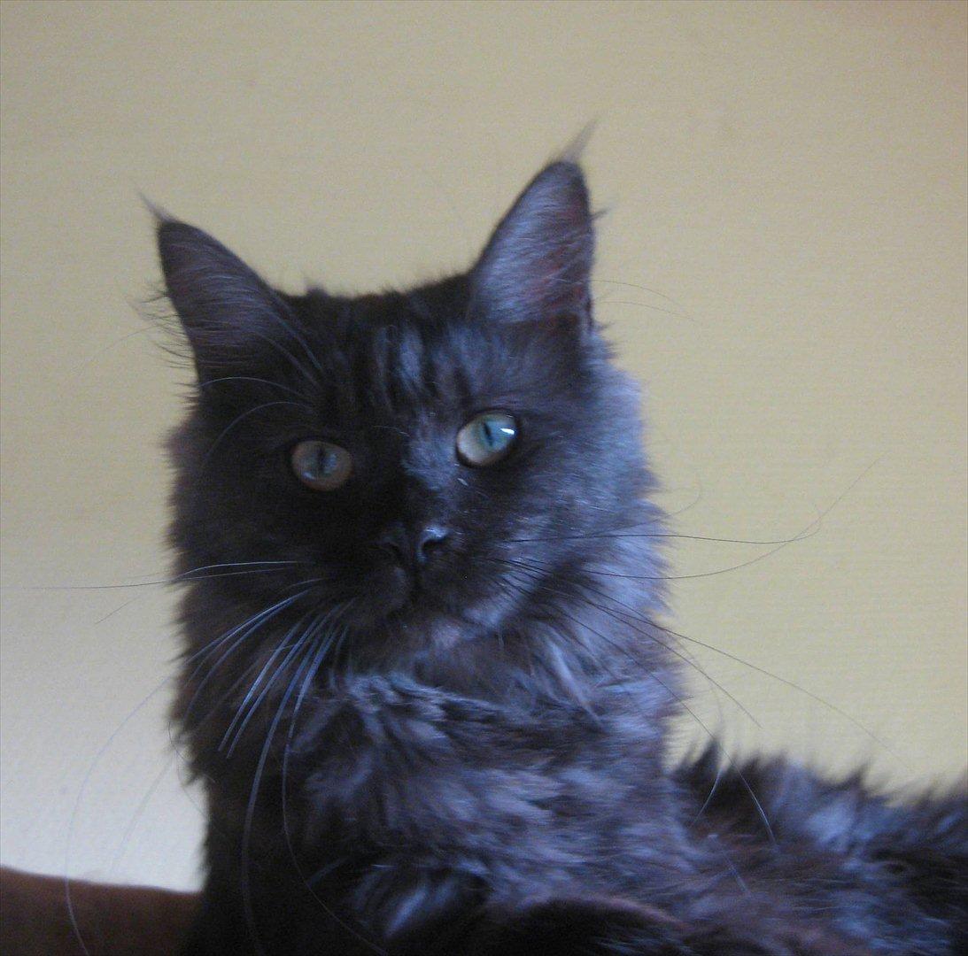 Maine Coon mosshead xena alischa billede 1