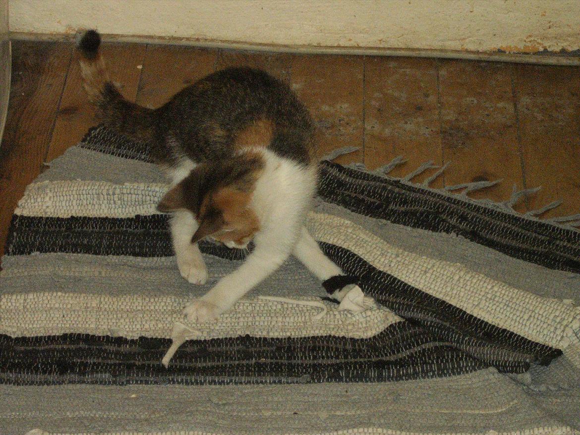 Blanding af racer Lille My billede 2