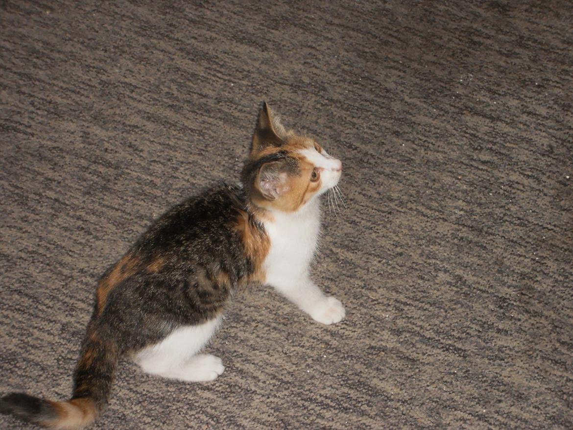 Blanding af racer Lille My billede 3