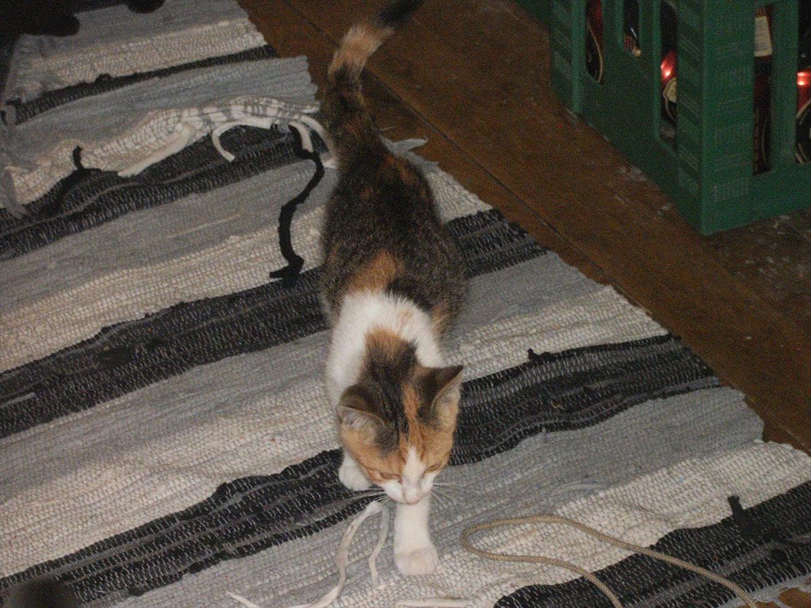 Blanding af racer Lille My billede 5