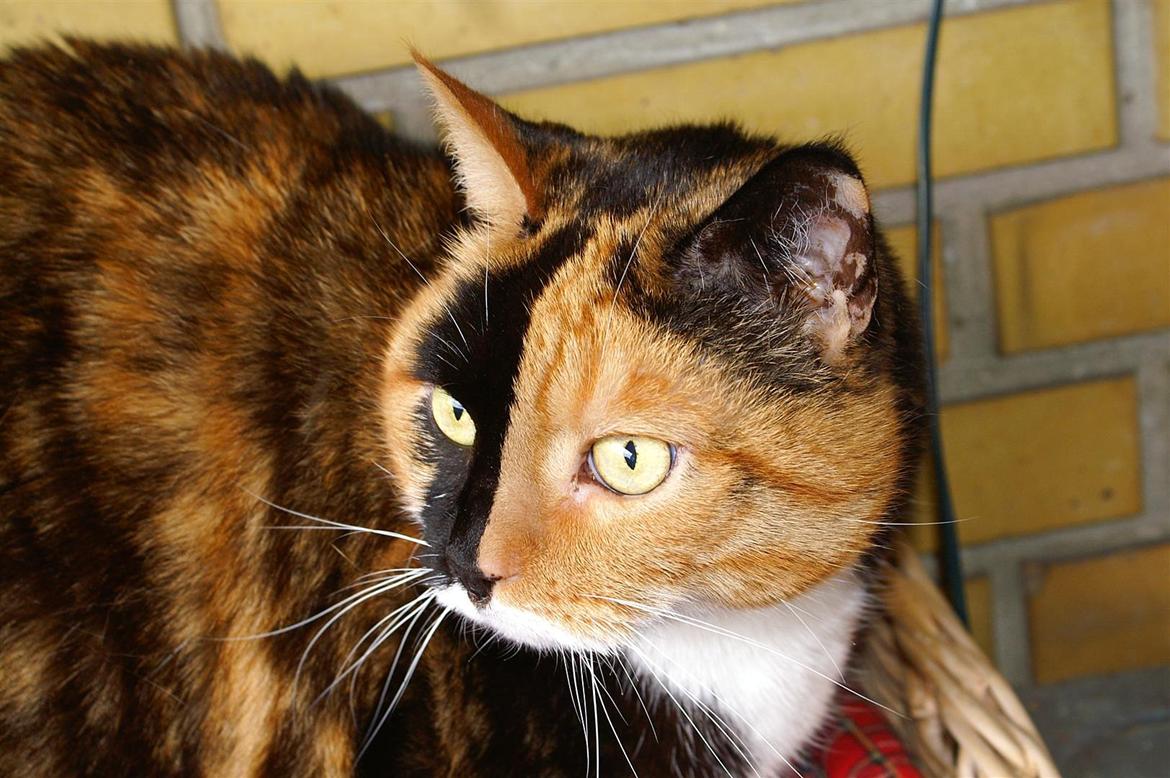 Huskat Lea - D. 30 august 2011

Foto : Mig(: billede 4