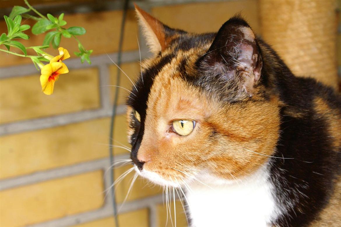 Huskat Lea - Lea og blomst. ♥ billede 7