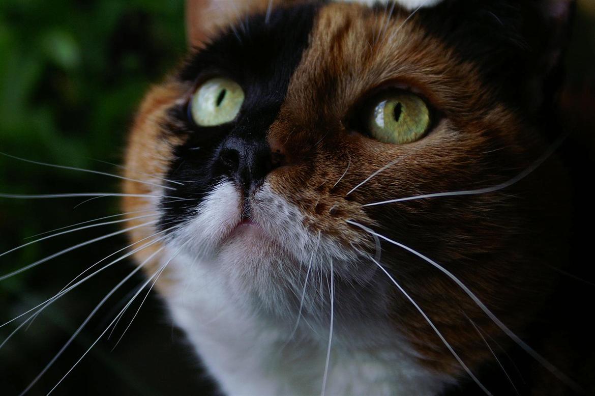 Huskat Lea - Velkommen til Leas profil! ♥ billede 1