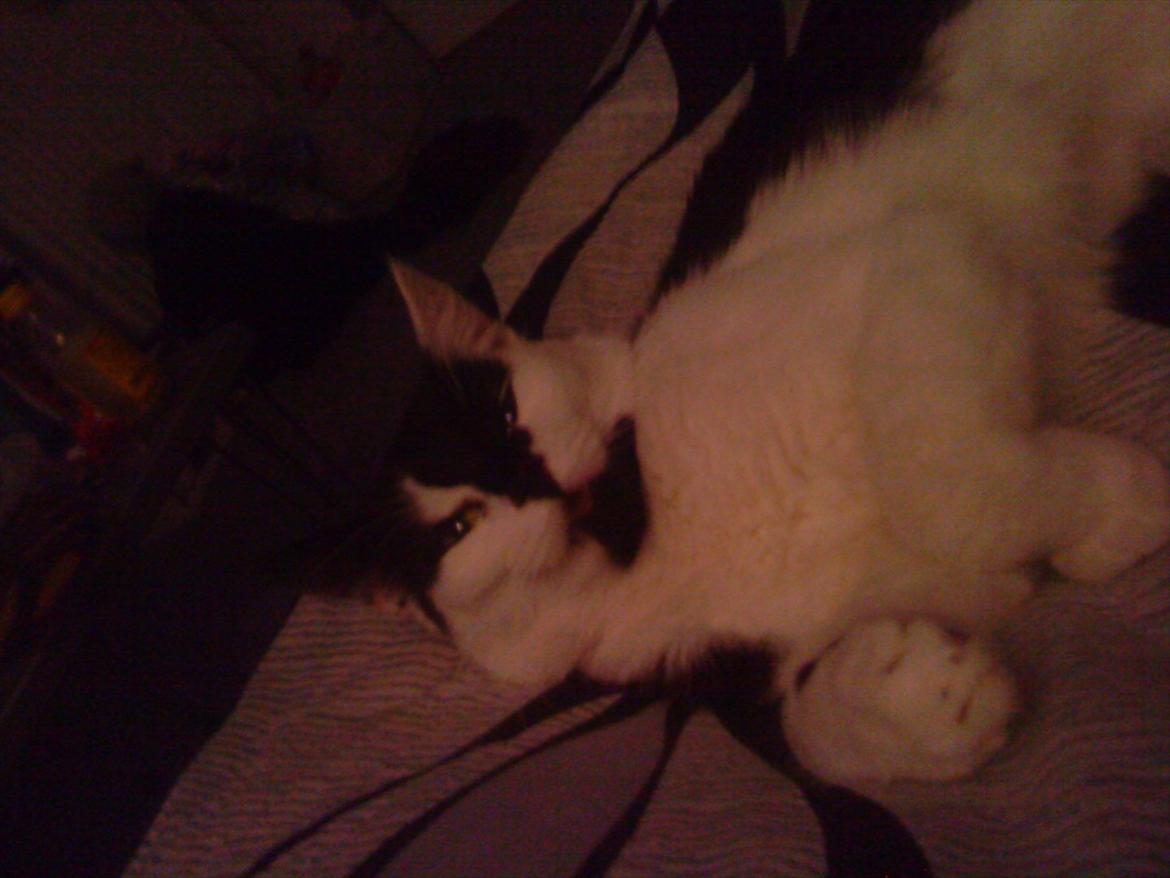 Huskat Sunshine - Hun er en fræk mis, hun rækker tunge :P  billede 15