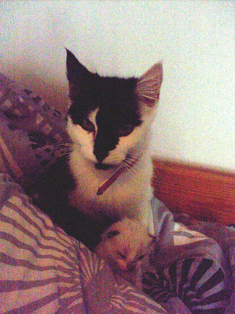 Huskat Sunshine - Sunshine i 2009 og med en af hendes killinger :)  billede 1