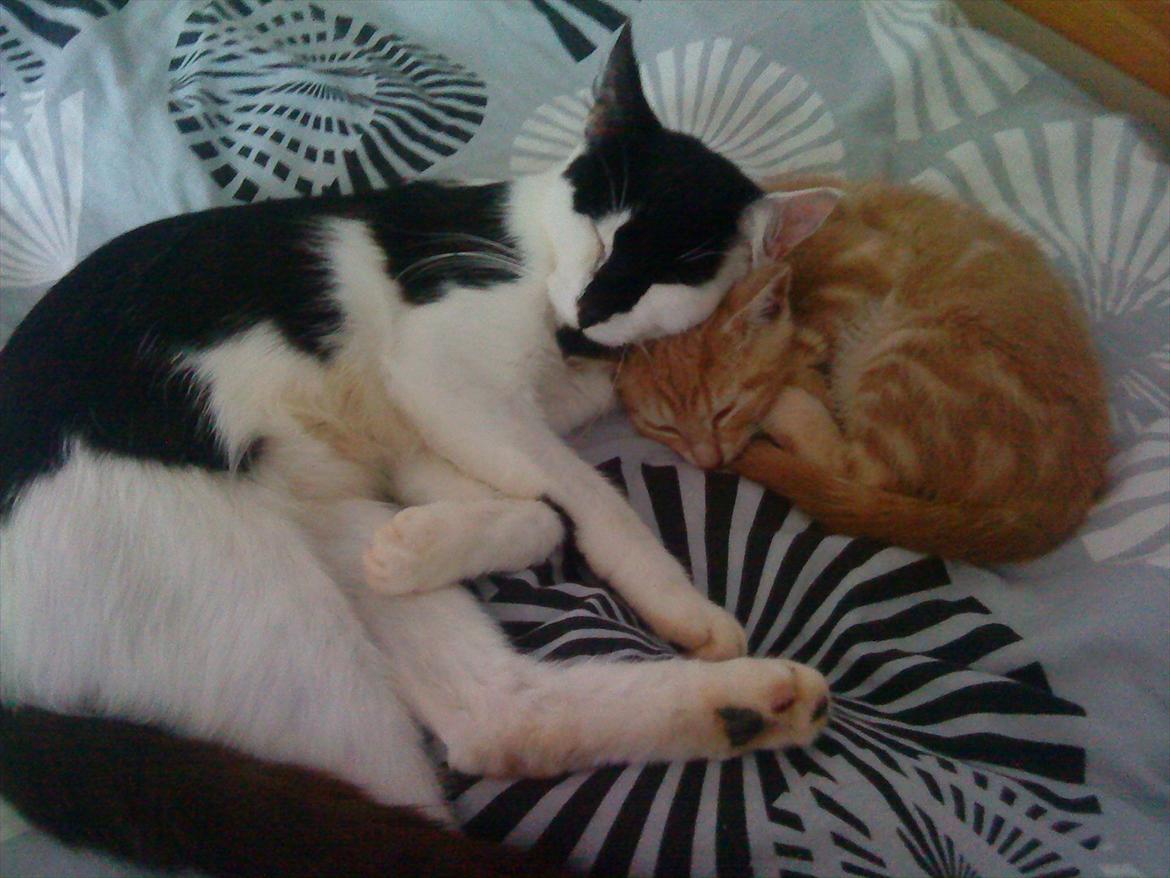 Huskat Sunshine - Sunshine og Simba :) billede 12