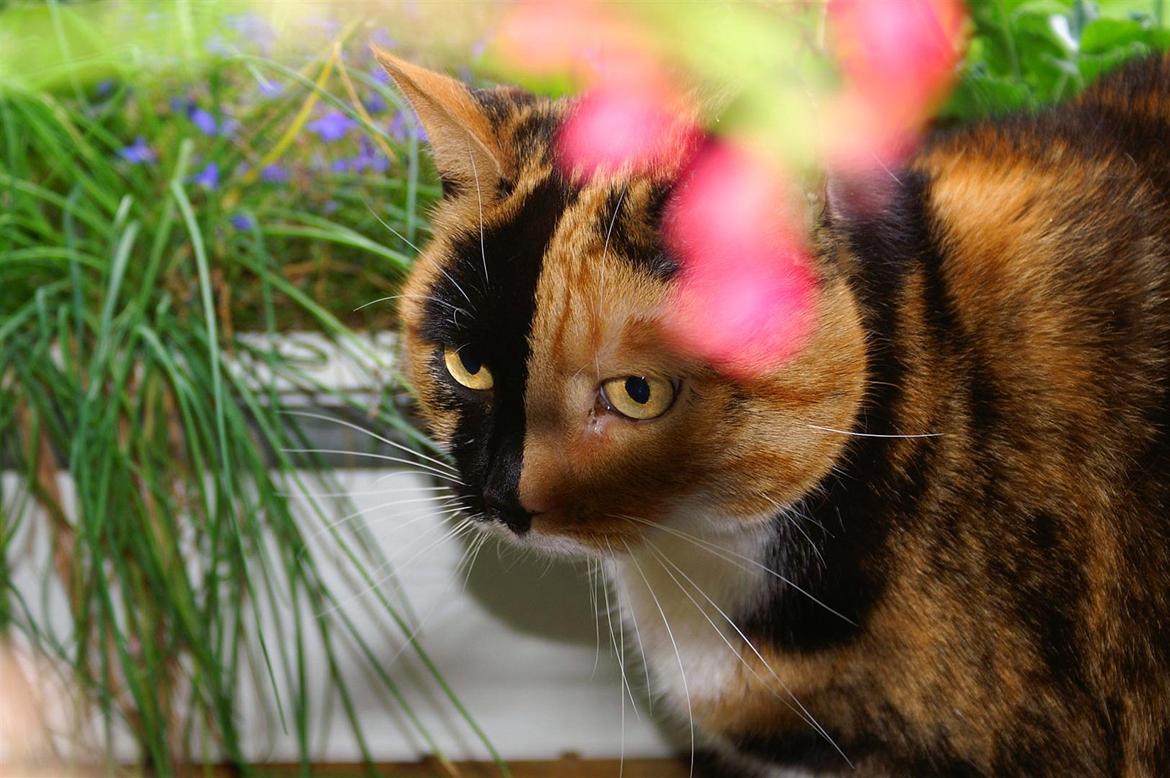 Huskat Lea - Lea og blomst. ♥ billede 8