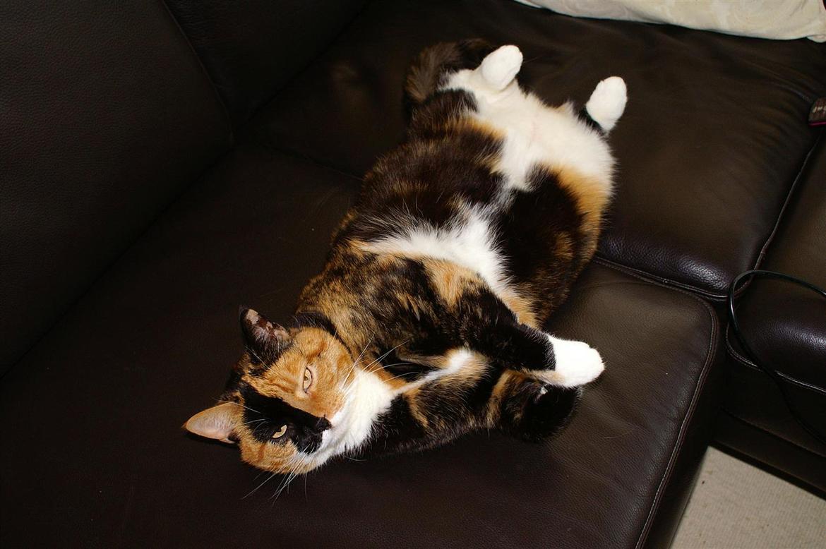 Huskat Lea - Så er der dømt afslapning! Det er hårdt at være kat. ♥ billede 5