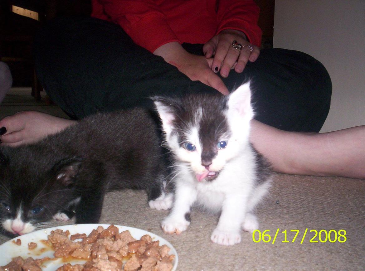 Huskat Sunshine - Sunshine som killing, dejlig vådfoder :) billede 3