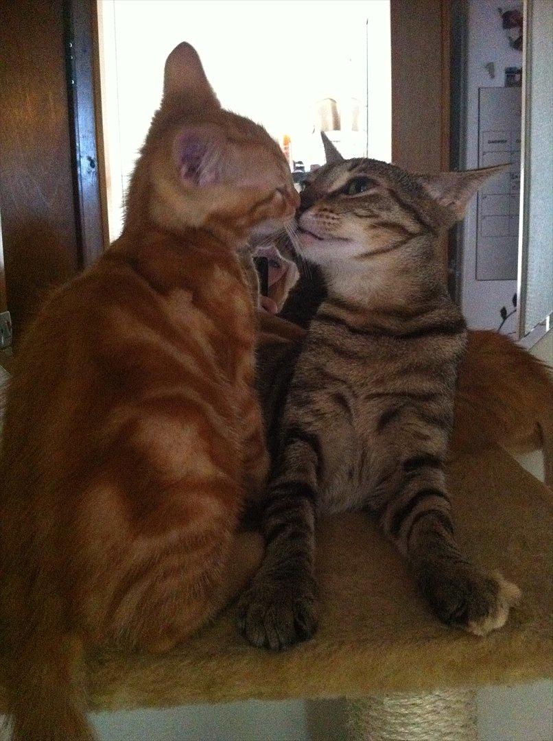 Huskat Milo - Milo og hans mor Minja billede 9