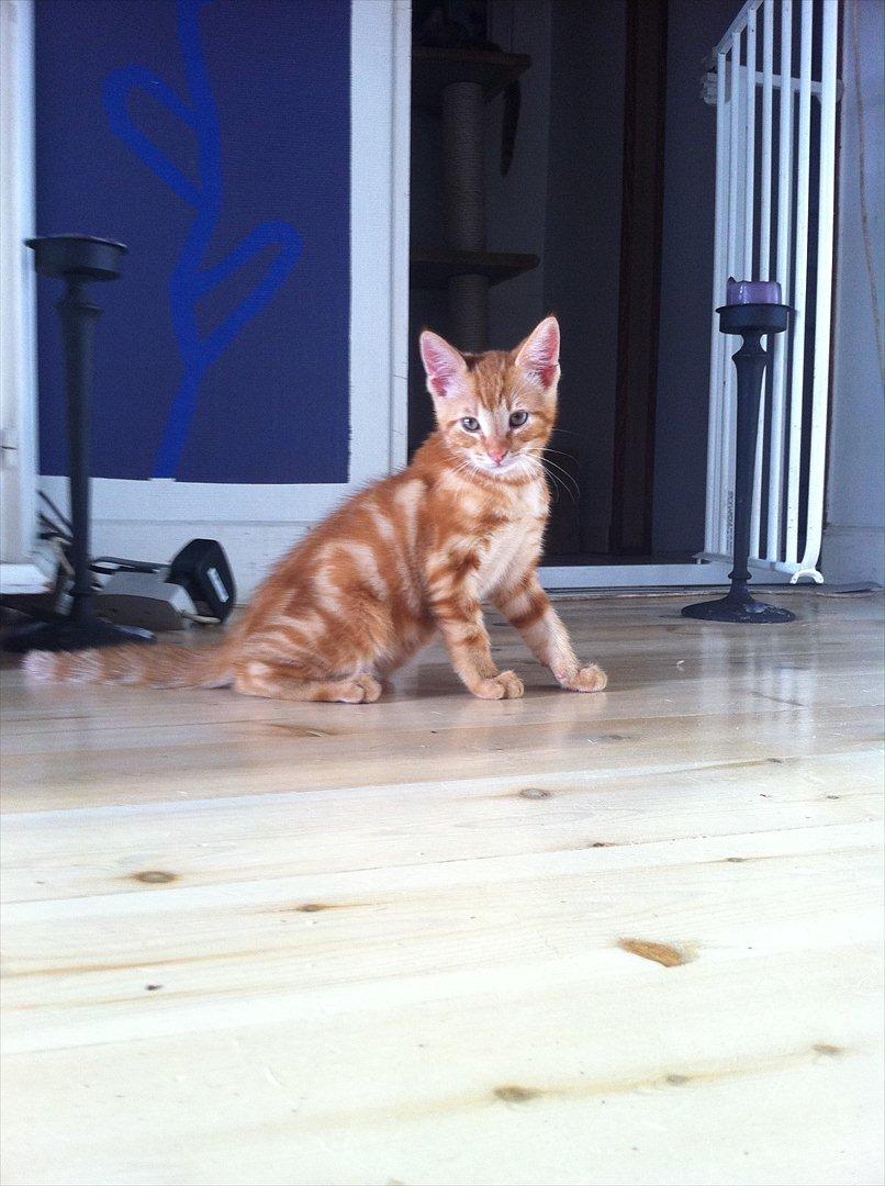 Huskat Milo - Min smukke basse billede 10