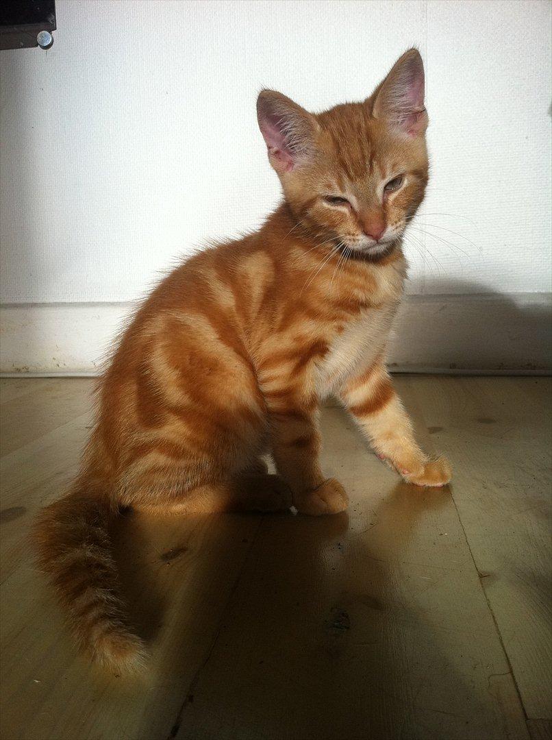 Huskat Milo billede 11