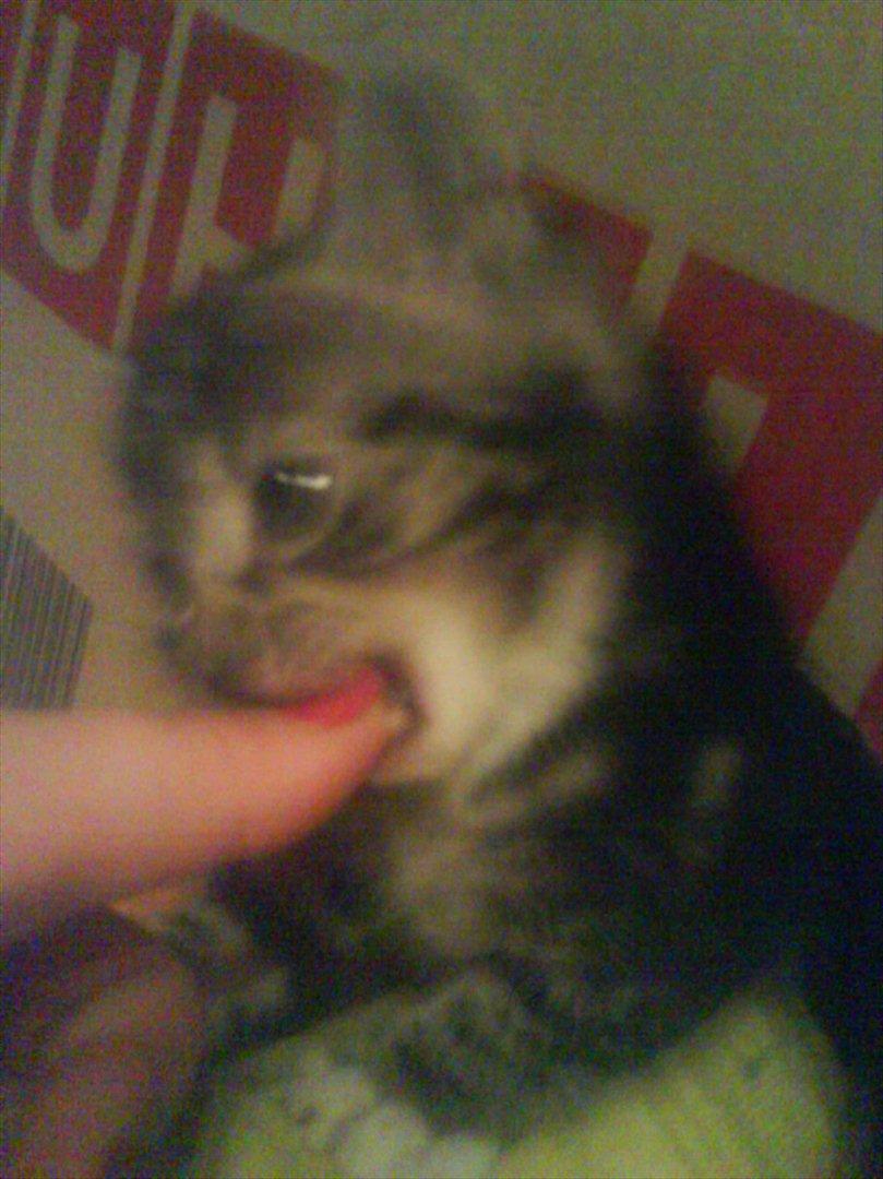 Huskat Slaske billede 5