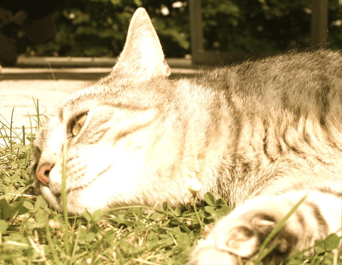 Blanding af racer Shiva billede 12