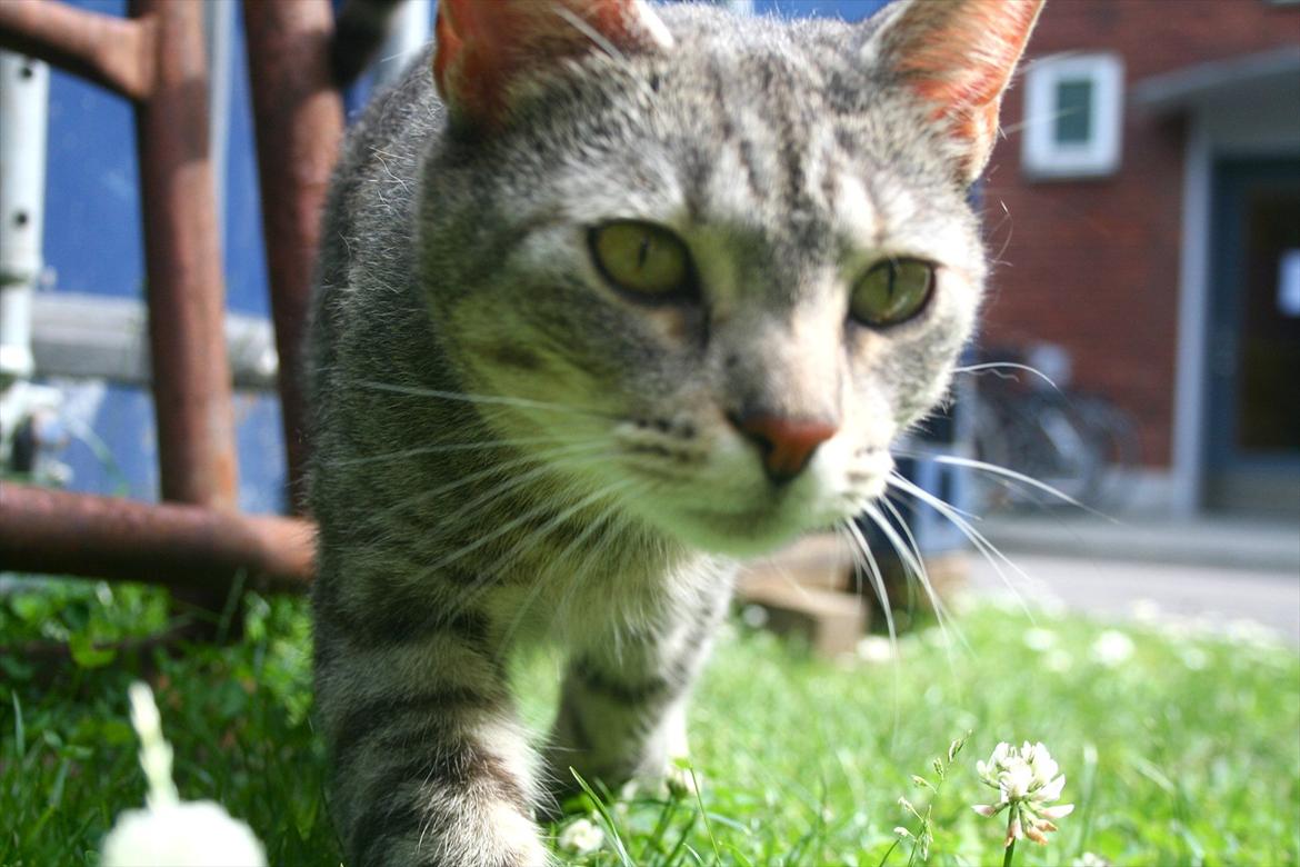 Blanding af racer Shiva billede 1