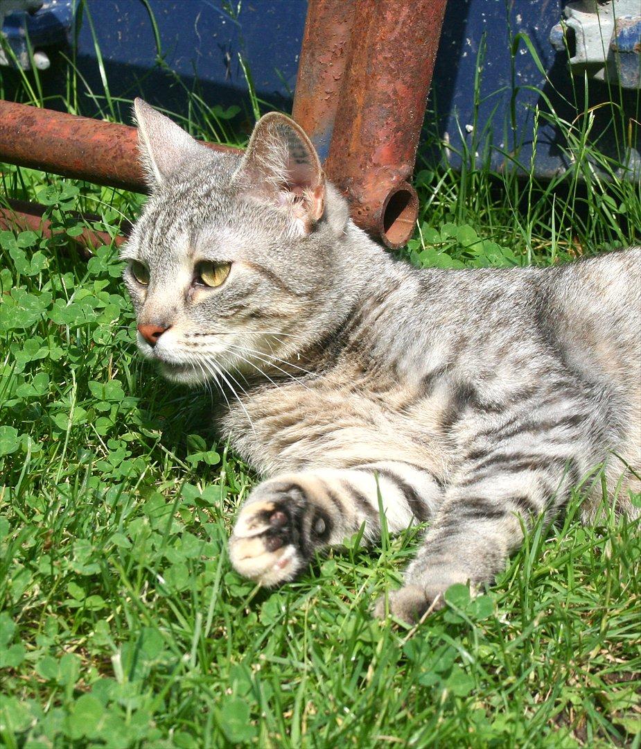 Blanding af racer Shiva billede 14