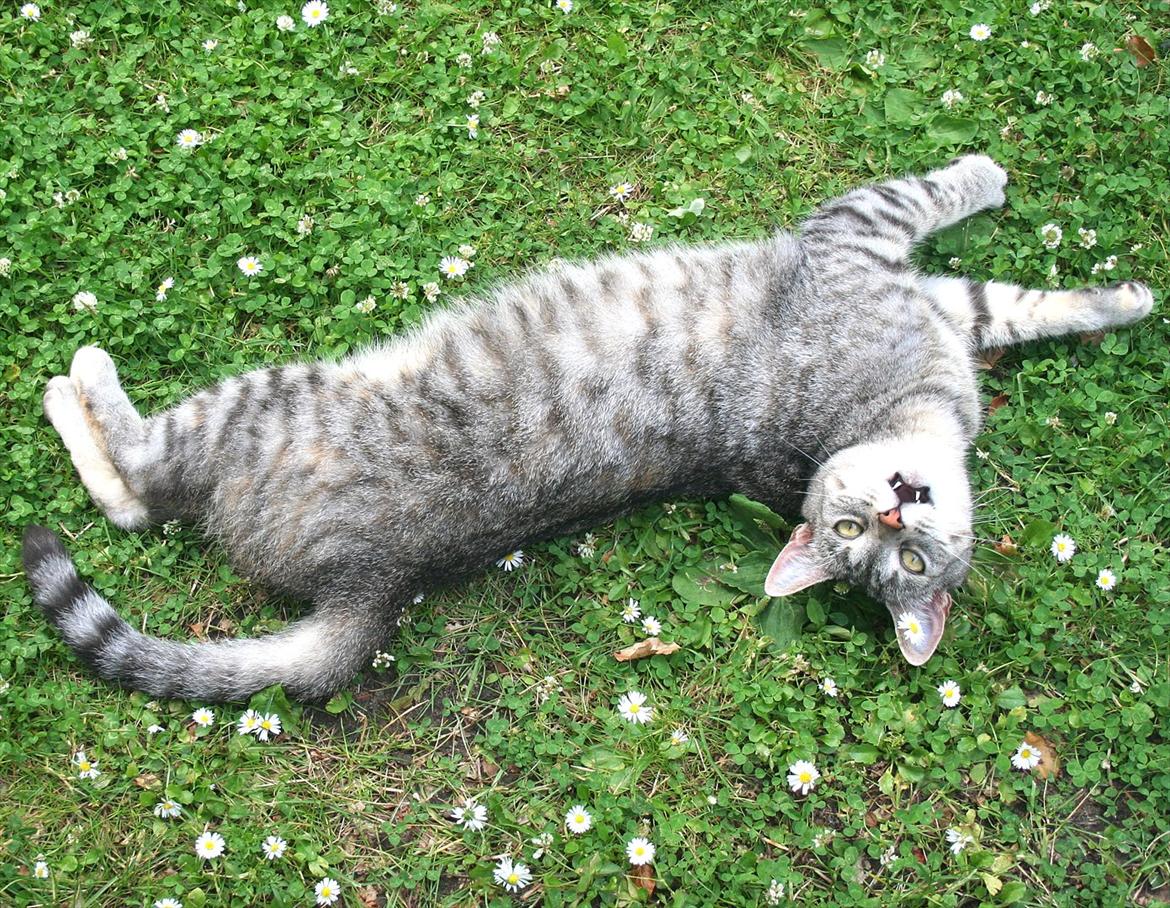 Blanding af racer Shiva billede 15