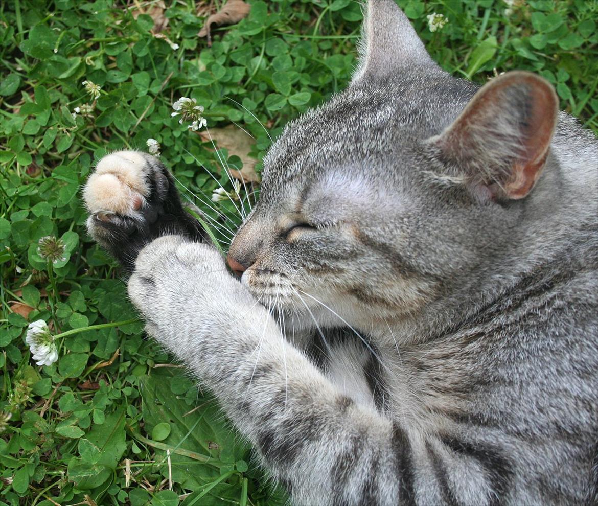 Blanding af racer Shiva billede 2