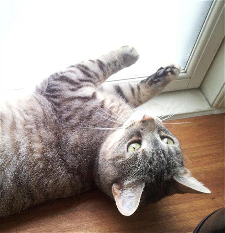 Blanding af racer Shiva billede 16