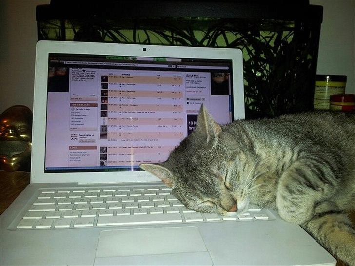 Blanding af racer Shiva billede 9