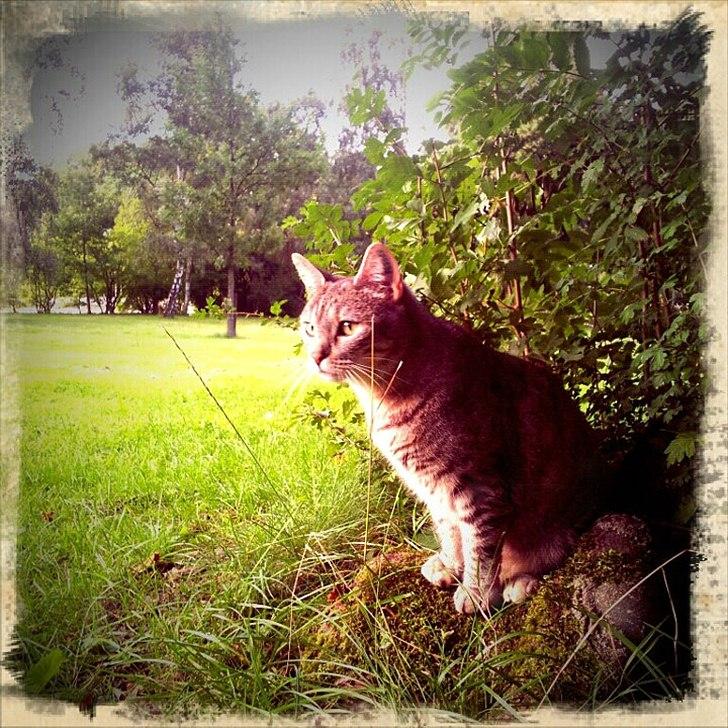 Blanding af racer Shiva billede 3