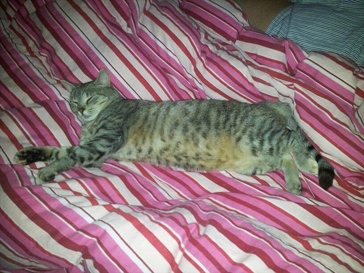 Blanding af racer Shiva billede 19