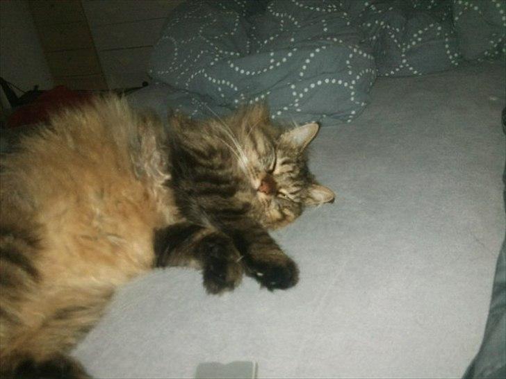 Maine Coon Nala - Nala da hun er kommet hjem til os :) billede 2