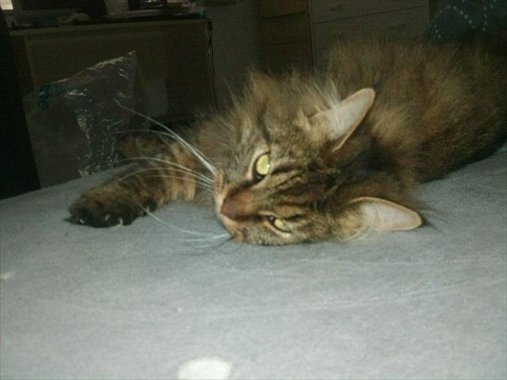 Maine Coon Nala billede 3