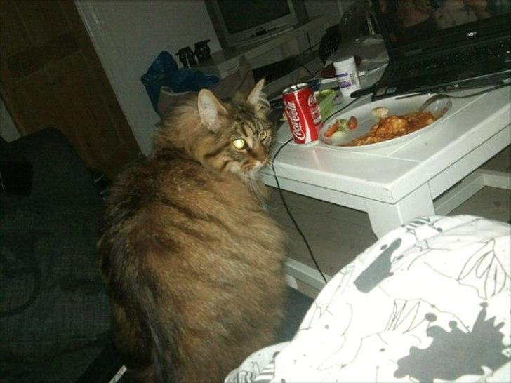 Maine Coon Nala billede 4