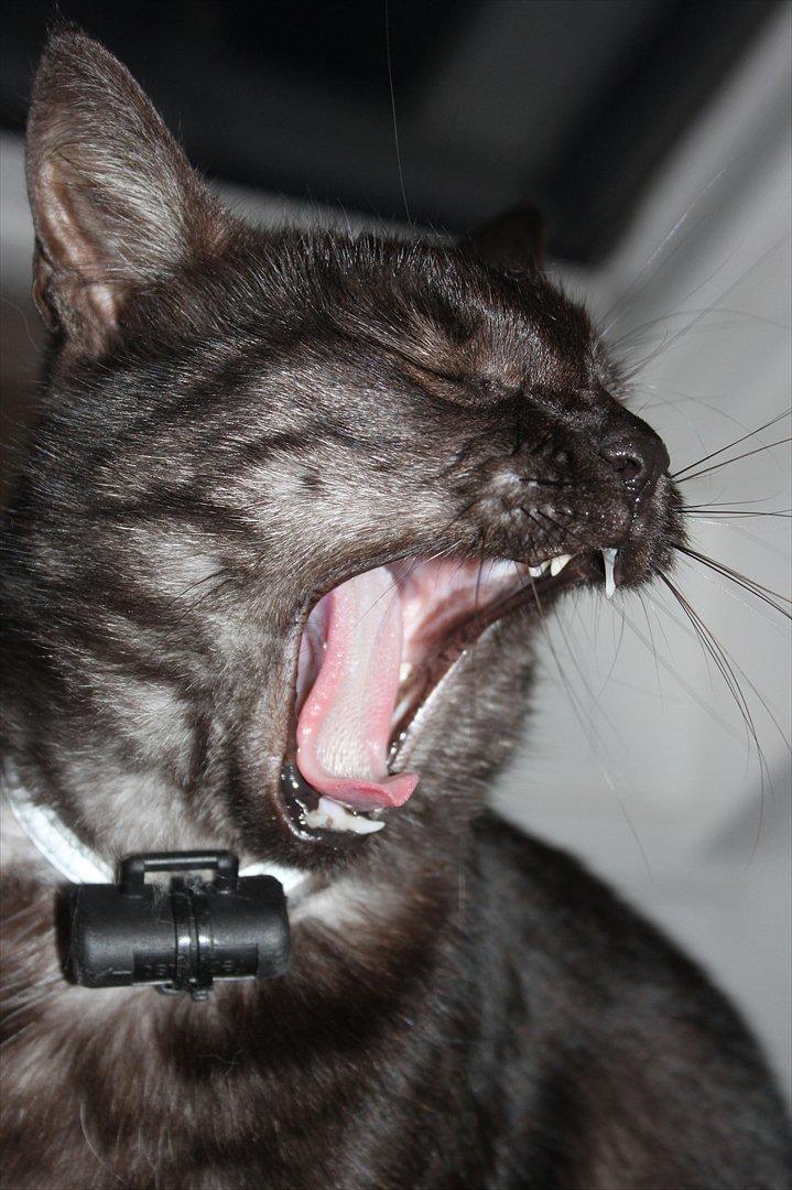 Blanding af racer Perle `Puma´<3 billede 15