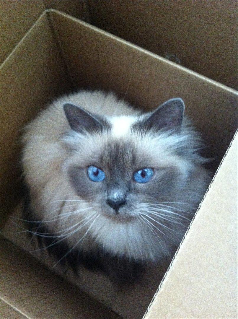 Hellig Birma Primadonna billede 3